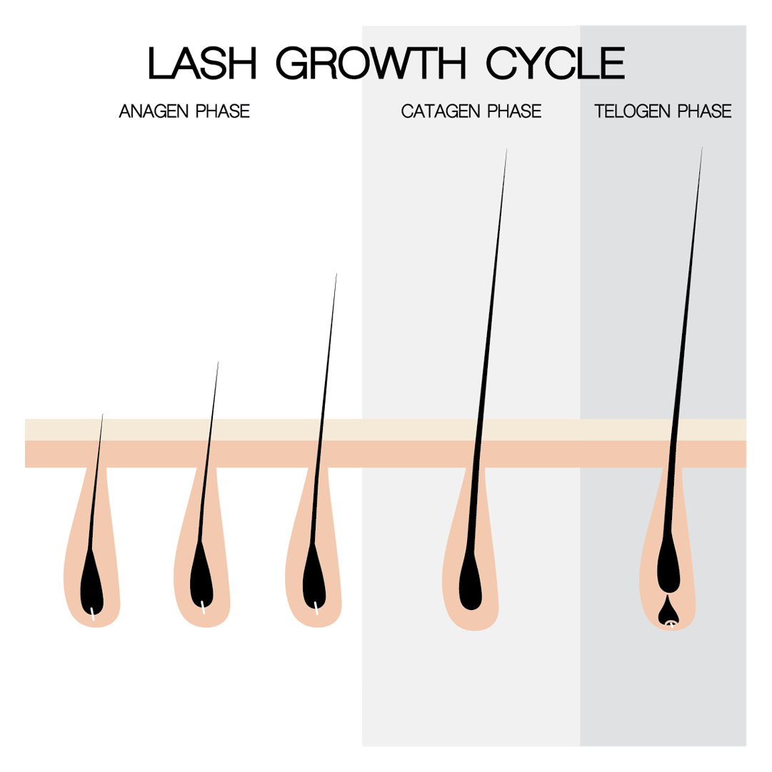 Lash Growth Cycle