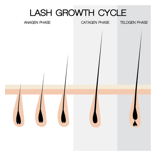Lash Growth Cycle