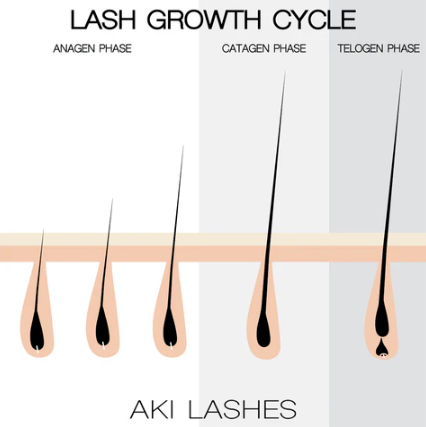 Understanding the Lash Growth Cycle: A Guide for Lash Artists